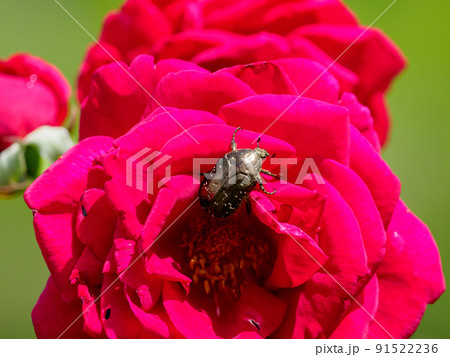 バラの花にコガネムシ 91522236