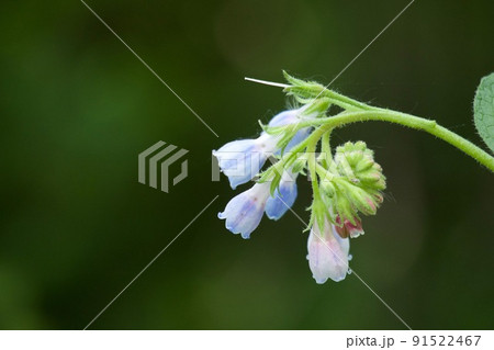 オオハリソウ Prickly Comfrey オオハリソウ Prickly Comfrey 91522467