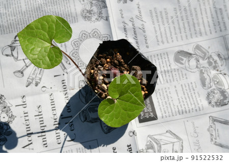 日陰に群生するフタバアオイ 91522532