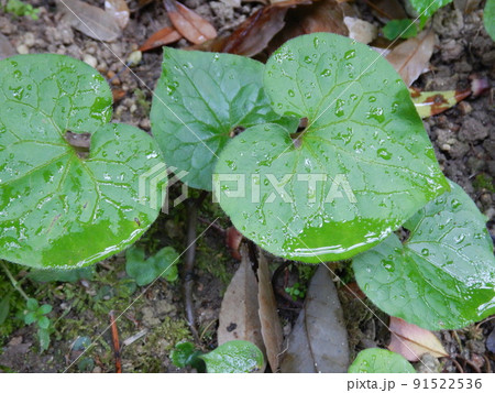 日陰に群生するフタバアオイ 91522536