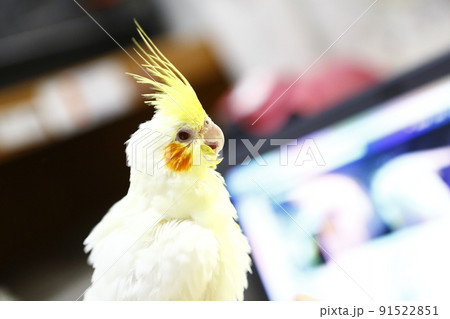 鳥 インコ オウム 91522851