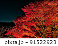 紅葉ライトアップ（清水寺3） 91522923