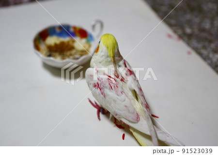 鳥 インコ オウム 91523039