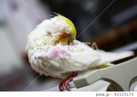 鳥 インコ オウム 91523173
