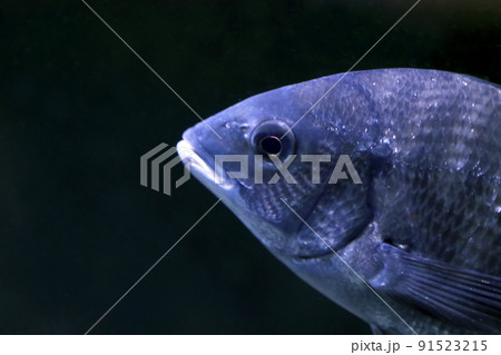 黒い海中背景の中を泳ぐクロダイの頭部の写真。 91523215