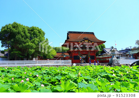 岡崎市、伊賀八幡宮と蓮の風景 91523308