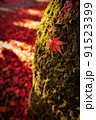 苔むしる木に一枚の紅葉 91523399