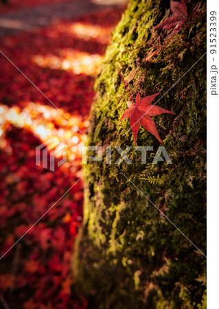 苔むしる木に一枚の紅葉 91523399
