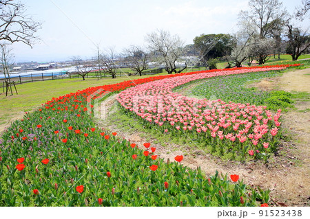 チューリップ花畑 チューリップ花畑 91523438