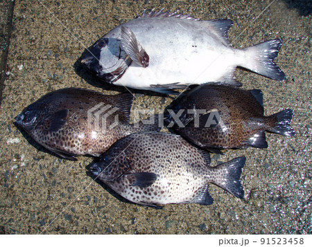 堤防上で釣り上げられたイシダイ(クチグロ)とイシガキダイをならべて撮影した釣果画像。 堤防上で釣り上げられたイシダイ(クチグロ)とイシガキダイをならべて撮影した釣果画像。 91523458