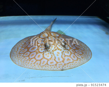 ホワイトクロコGold ring 熱帯魚 淡水エイ