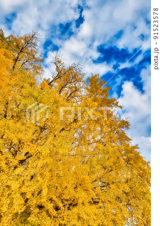 大和の大いちょうと空 大和の大いちょうと空 91523578