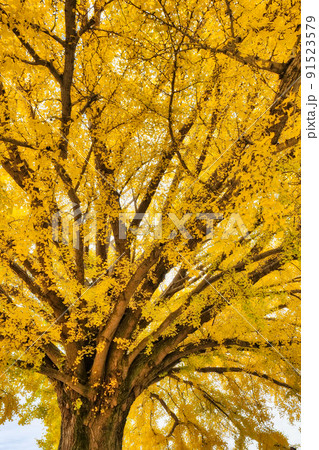 大和の大いちょう 大和の大いちょう 91523579