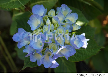 紫陽花 紫陽花 91523594