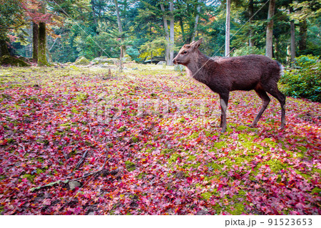 安芸の宮島厳島に生息する鹿と紅葉 安芸の宮島厳島に生息する鹿と紅葉 91523653