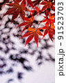 紅葉と影 91523703