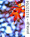 光に揺れる紅葉 91523704