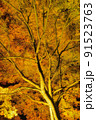 ライトアップ黄葉 91523763