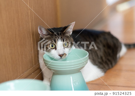 ユニークなポーズの猫　キジトラ猫 91524325