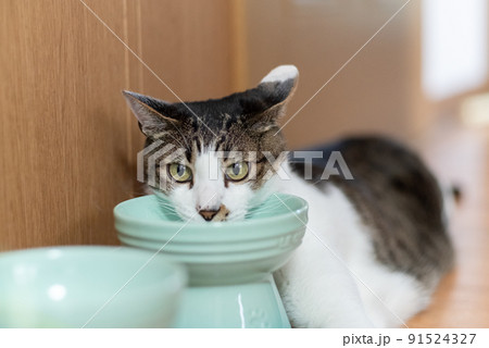 ユニークなポーズの猫　キジトラ猫 91524327