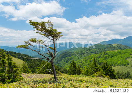 爽やかな富士見台高原 爽やかな富士見台高原 91524489