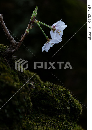苔むした幹と桜の花 91524568