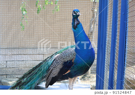 クジャク 91524847