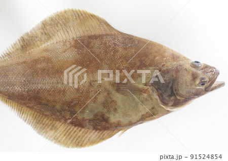 ソウハチガレイ　北日本の深海に棲息する　干物が美味な魚 91524854