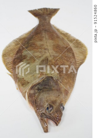 ソウハチガレイ　北日本の深海に棲息する　干物が美味な魚 91524860