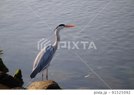 アオサギ 91525092