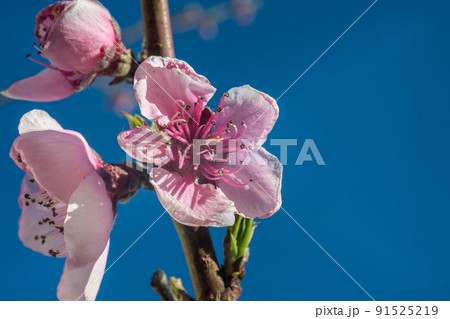 peach flowers blossoming branch closeup, blue sky background peach flowers blossoming branch closeup, blue sky background 91525219