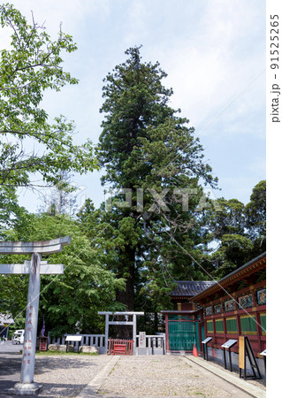 日本唯一の夢むすび神社である大杉神社境内にある御神木 日本唯一の夢むすび神社である大杉神社境内にある御神木 91525265