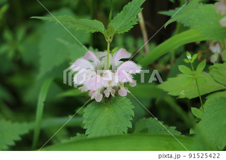 オドリコソウ 91525422