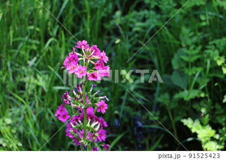 クリンソウ 91525423