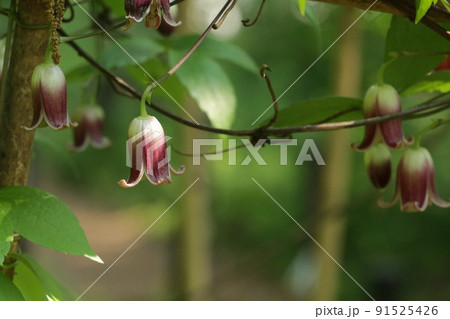 ハンショウヅル 91525426