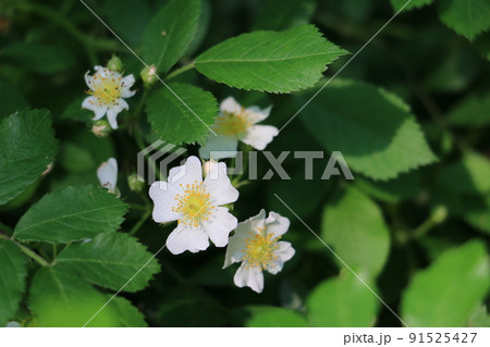 白い清楚な花をつけるノイバラ 白い清楚な花をつけるノイバラ 91525427