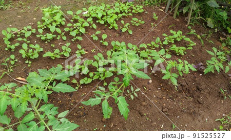 順調に育つ小松菜とトマトの苗木 91525527