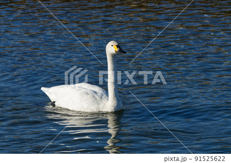 白鳥 コハクチョウ 白鳥 コハクチョウ 91525622