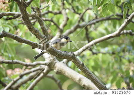 ヤマガラの幼鳥 91525670