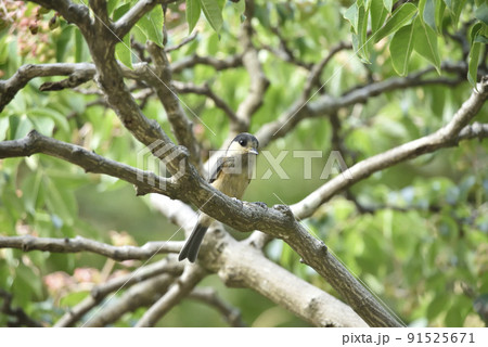 ヤマガラの幼鳥 91525671