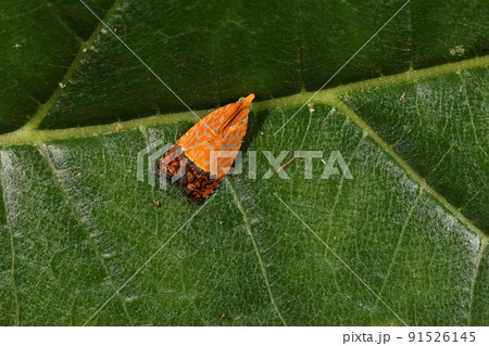 生き物　昆虫　センダンヒメハマキ、六月の石垣島で。食草はセンダン、派手な模様はだれにも負けない？ 91526145