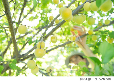 梅を収穫する農家 91526786