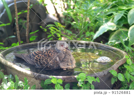 水浴びをするキジバト 水浴びをするキジバト 91526881