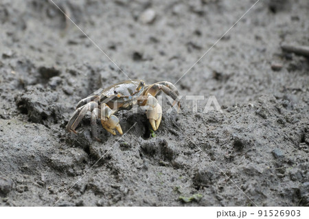 干潟のアシハラガニ 91526903