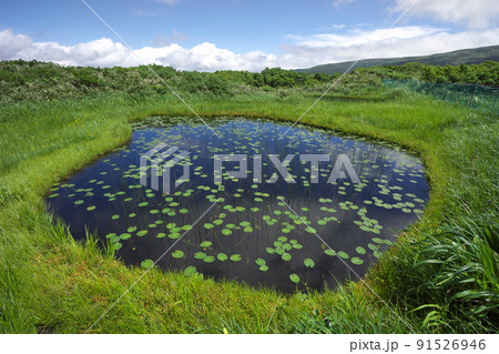 月山八合目の弥陀ヶ原湿原 月山八合目の弥陀ヶ原湿原 91526946