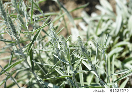 Silver speedwell 91527579