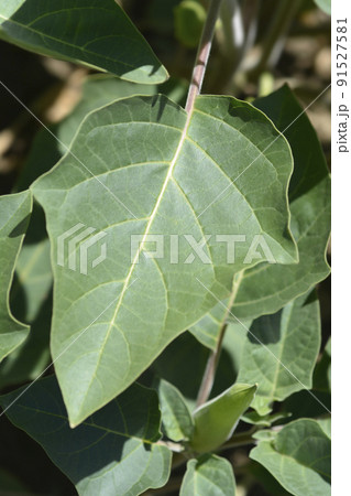 Thorn apple Inka 91527581