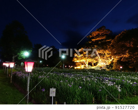 満開のアヤメ　あやめ　長井あやめ公園 91527720