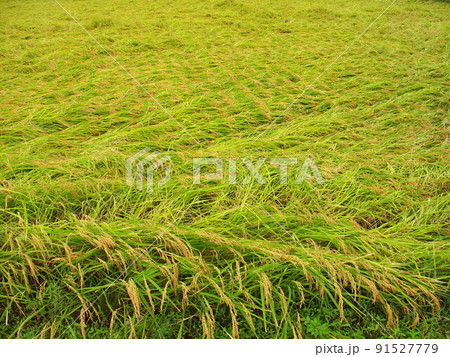 秋の倒伏した稲のある田圃風景 91527779