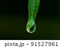 葉先の雫 91527961